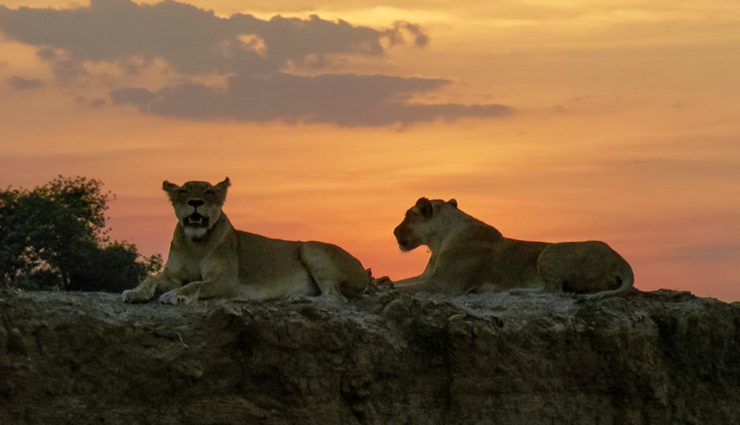 Yırtıcılar Diyarı National Geographic WILD’da İzleyiciyle Buluşuyor